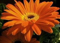 image of flower