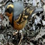 image of bird
