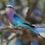 image of bird