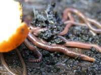 image of animal
