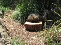 image of echidna