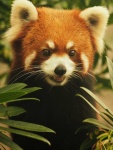 image of animal