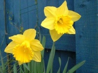 image of flower