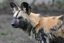 image of african_hunting_dog