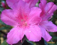 image of azalea #4