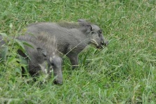image of warthog #11