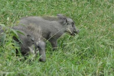 image of warthog