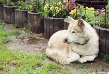 image of malamute