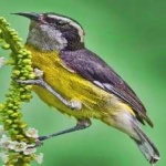 image of bananaquit #31