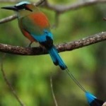 image of bird