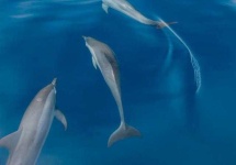 image of animal
