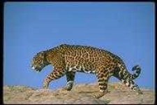 image of animal