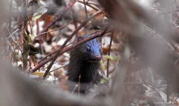 image of mink
