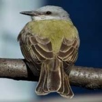 image of bird