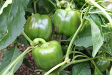 image of capsicum #1