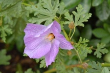image of flower