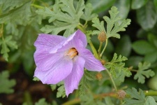 image of pelargonium #13