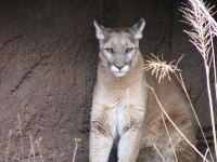 image of cougar #14