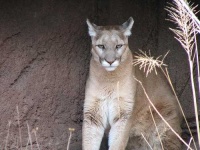 image of cougar