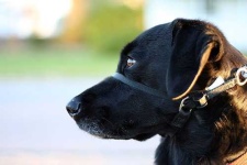image of muzzle