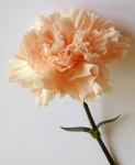 image of flower
