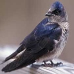 image of bird