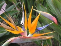 image of bird_of_paradise_flower #44