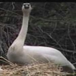 image of bird