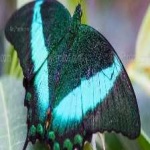 image of banded_butterfly #175