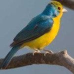 image of bird