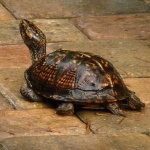 image of terrapin