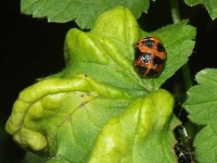 image of ladybug