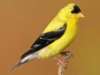 image of finch