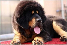 image of tibetan_mastiff #10