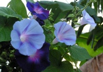 image of flower