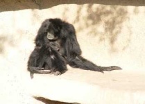 image of siamang