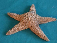 image of starfish