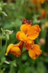 image of flower