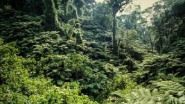 image of rainforest
