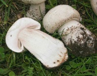 image of mushrooms