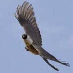 image of bird