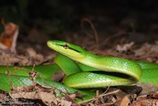image of green_snake #14