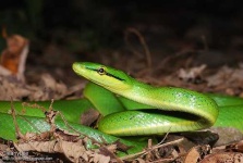 image of green_snake