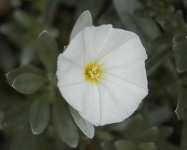 image of flower
