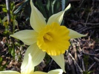 image of flower