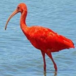 image of bird