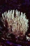 image of coral_fungus