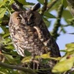 image of bird