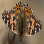 image of animal