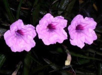 image of flower